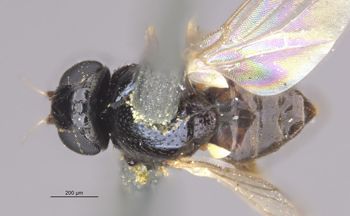 Media type: image;   Entomology 13377 Aspect: habitus dorsal view
